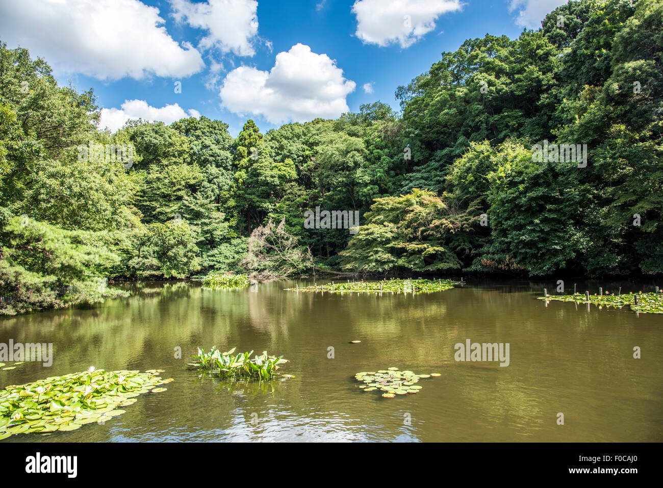 meiji-jingu-santuario-giardino-interno-immagini-e-fotografie-stock-ad