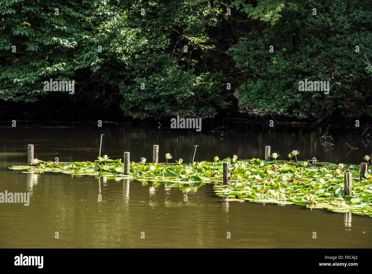 meiji-jingu-santuario-giardino-interno-immagini-e-fotografie-stock-ad