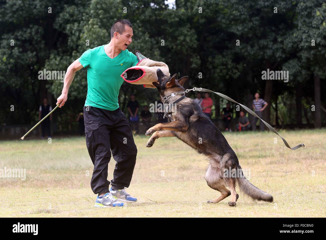 Suizhou, la Cina della provincia di Hubei. 12 Ago, 2015. Una polizia cane morde un uomo in un test di qualificazione in Suizhou, centrale cinese della provincia di Hubei, Agosto 12, 2015. Provincia di Hubei ha iniziato le prove di qualificazione per le forze di polizia cani annualmente a partire dal 2002, solo quelli che superano i test possono essere continuamente in servizio. Credito: Xu Hong/Xinhua/Alamy Live News Foto Stock
