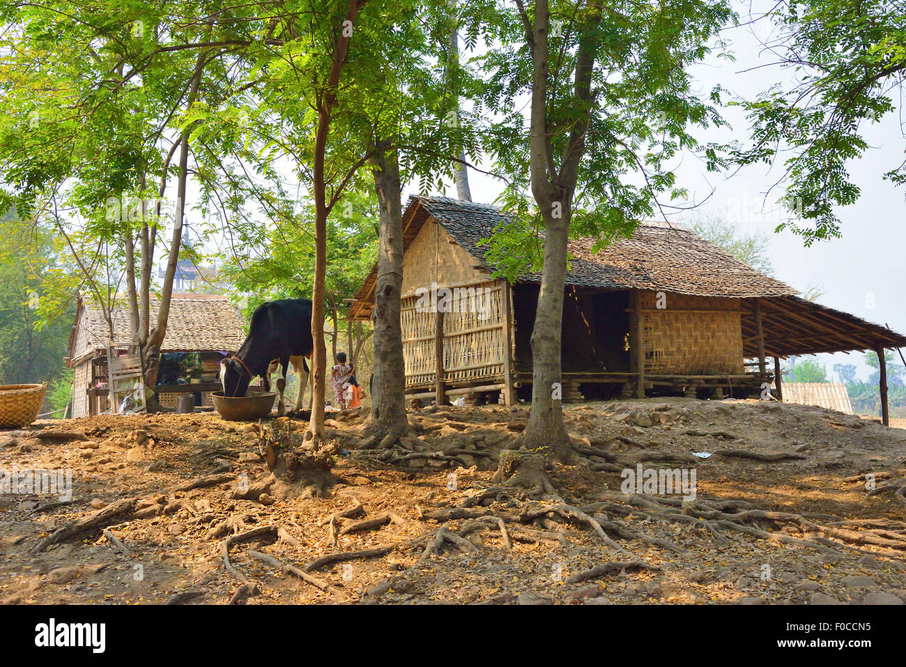 Villaggio rurale a Ava (Inwa) in Birmania (Myanmar) mostra case fatte di fogli di tessuto di bamboo e alimentazione di vacca. Foto Stock