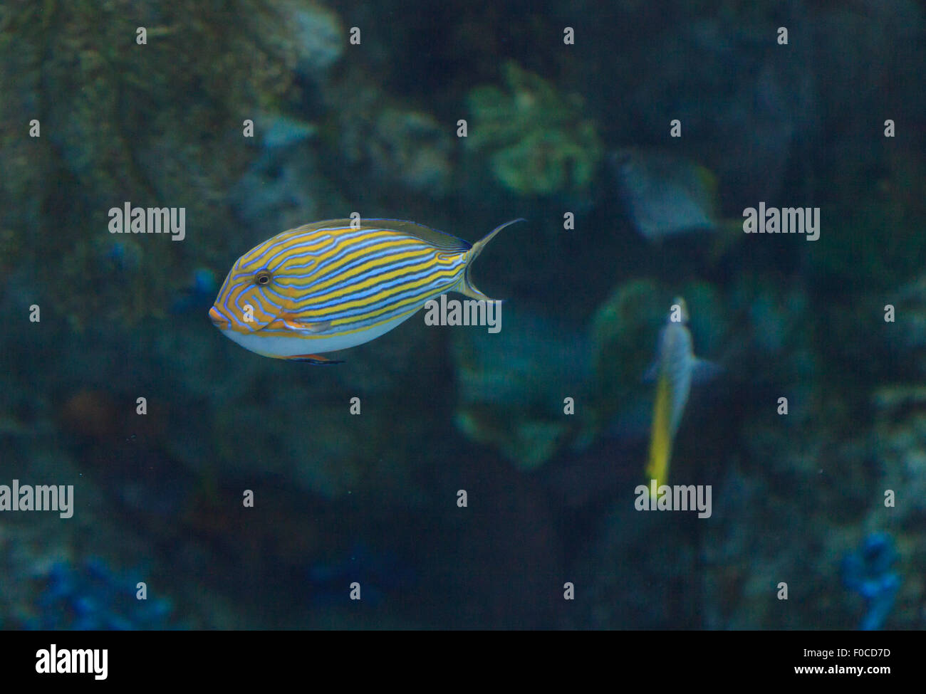Codolo pagliaccio pesci Acanthurus lineatus, viene anche chiamato la zebra surgeonfish. Foto Stock