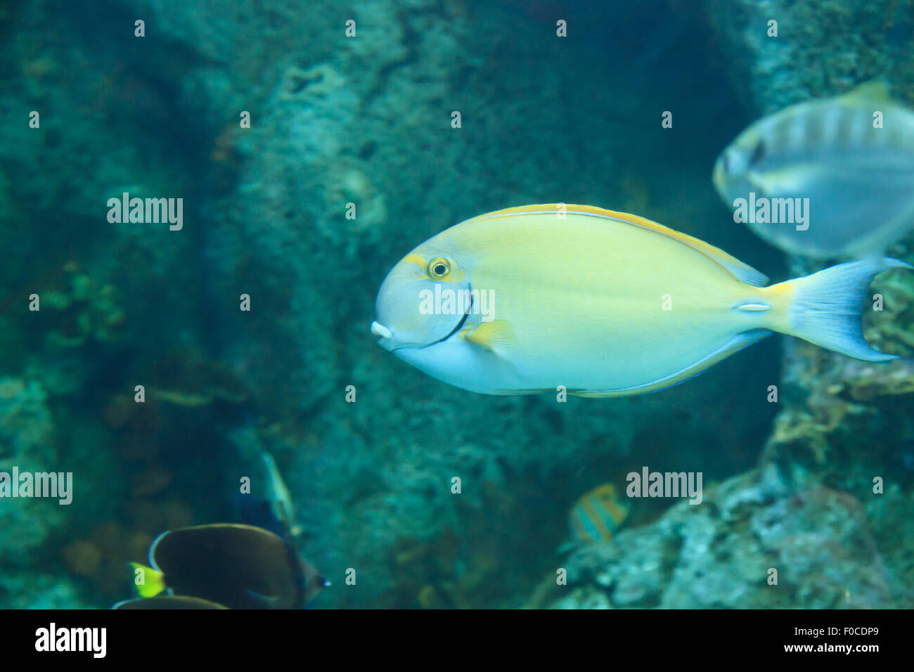 Albacora, Surgeonfish Acanthurus xanthopterus, su una scogliera Foto Stock