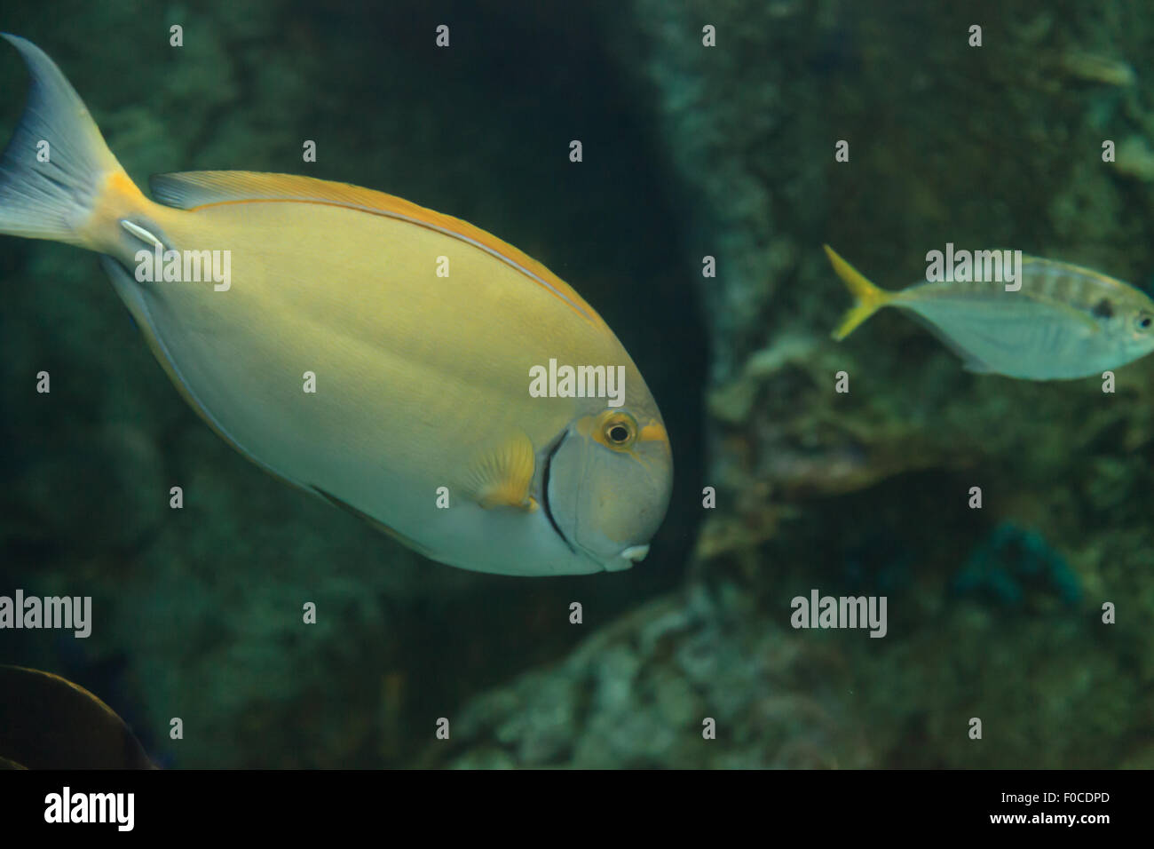 Albacora, Surgeonfish Acanthurus xanthopterus, su una scogliera Foto Stock