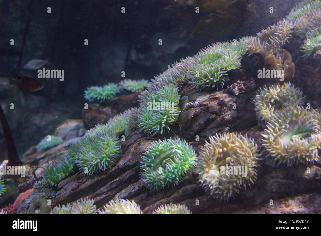 California anemone marittimo, Anthopleura elegantissima, viene anche chiamato anemone aggreganti e l anemone clonale Foto Stock
