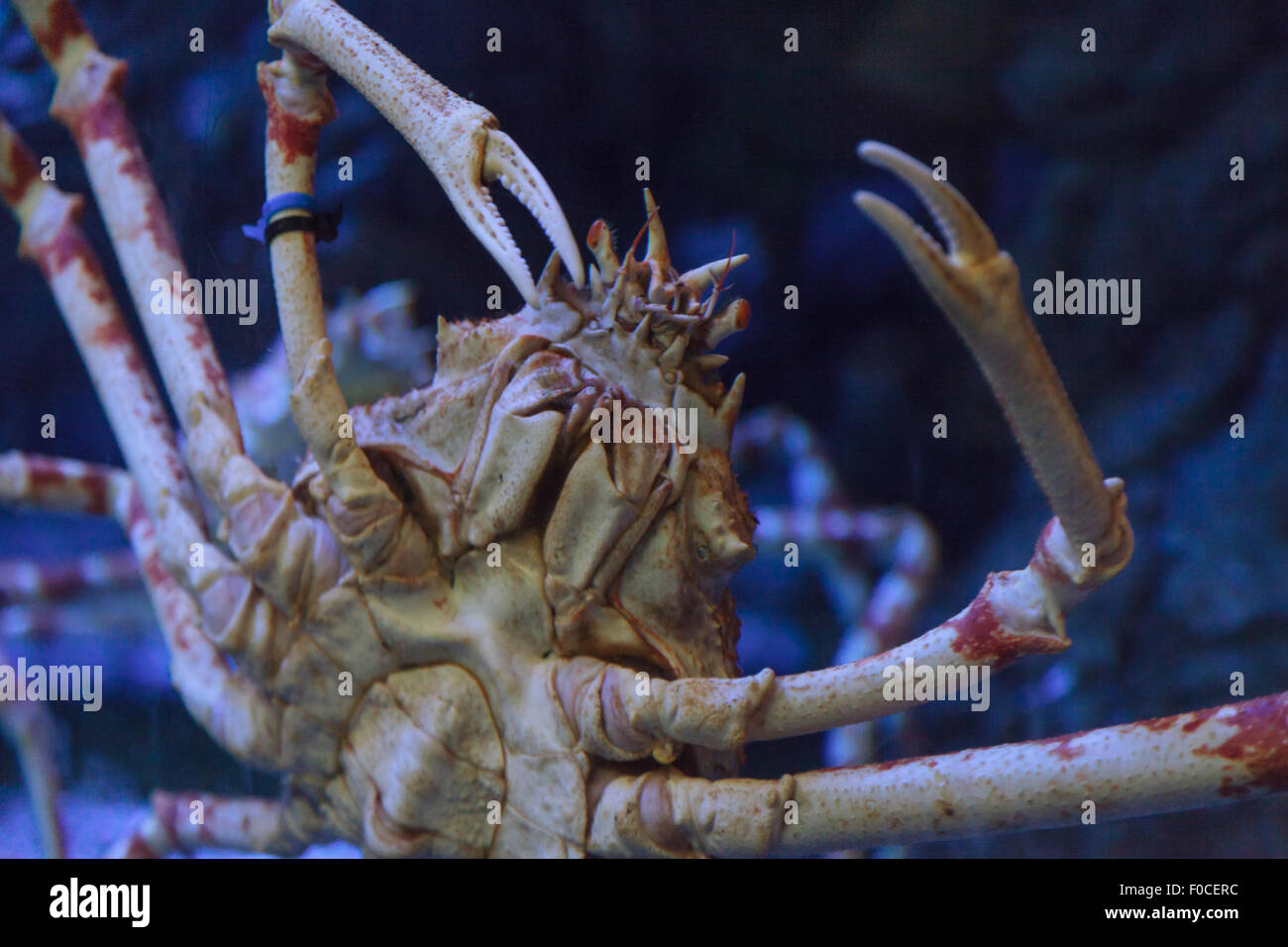 Il gigante Giapponese ragno granchio, Macrocheira kaempferi, vive nelle acque che circondano il Giappone Foto Stock