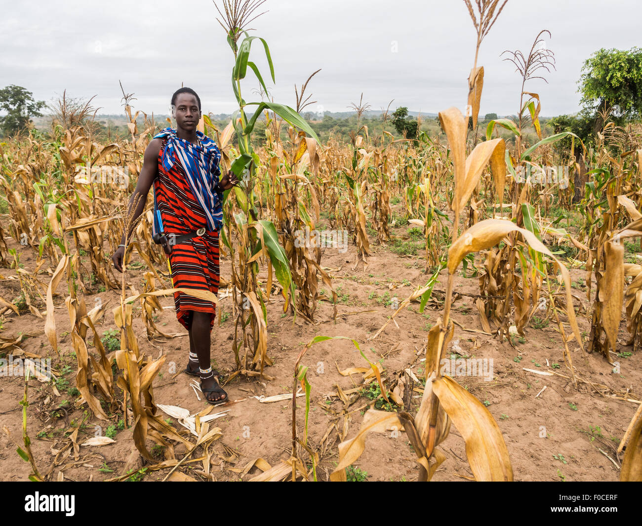 Giovane guerriero Masai in un cornfield nel suo boma (paese) in Tanzania, Africa. Foto Stock