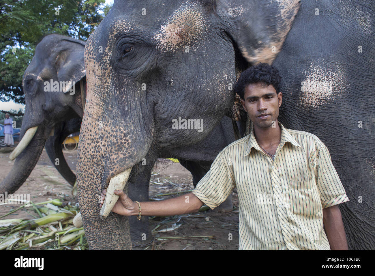 Dacca in Bangladesh. 12 Ago, 2015. Un trainer pone con il circo gli elefanti a Dhaka, nel Bangladesh. Bangladesh festeggia il mondo Elephant giorno per la prima volta il 12 agosto una qualifica internazionalmente riconosciuta come evento che è iniziato nel 2012 per portare la consapevolezza circa il massacro di migliaia di elefanti in Asia e in Africa ogni anno. © Probal Rashid/ZUMA filo/Alamy Live News Foto Stock