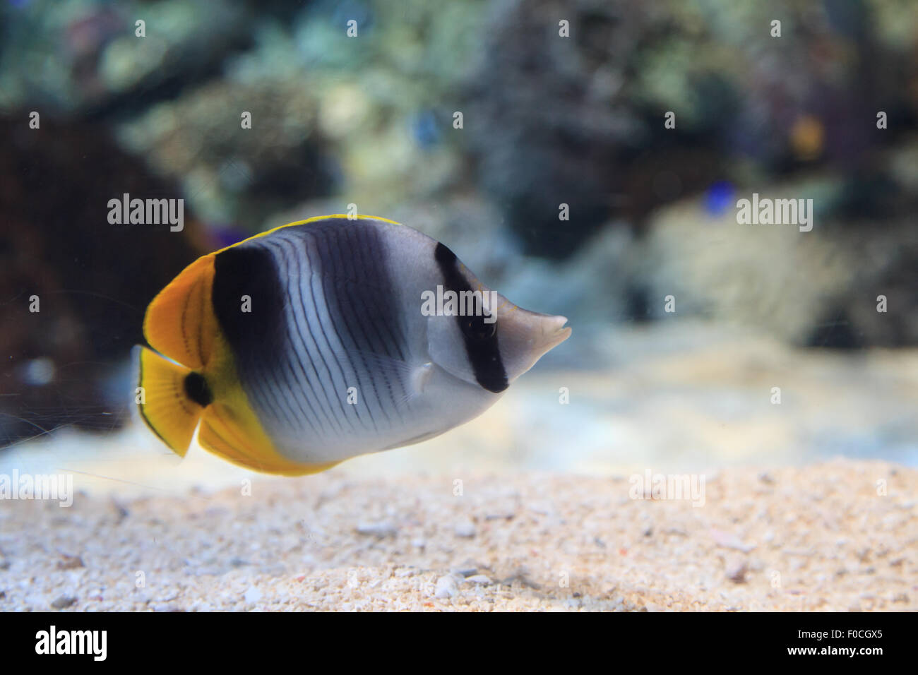 Threadfin butterflyfish, Chaetodon auriga è un giallo, bianco e nero del pesce con un forte, bocca appuntita Foto Stock