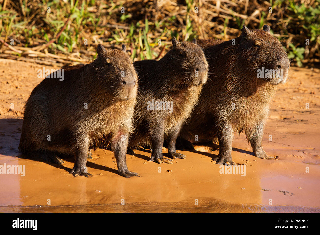 Capibara è il roditore più grande