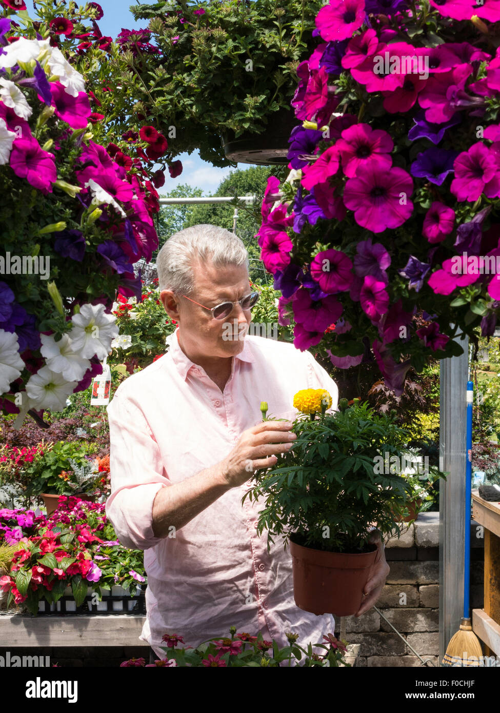 Uomo maturo Shopping al vivaio Fiori, STATI UNITI D'AMERICA Foto Stock