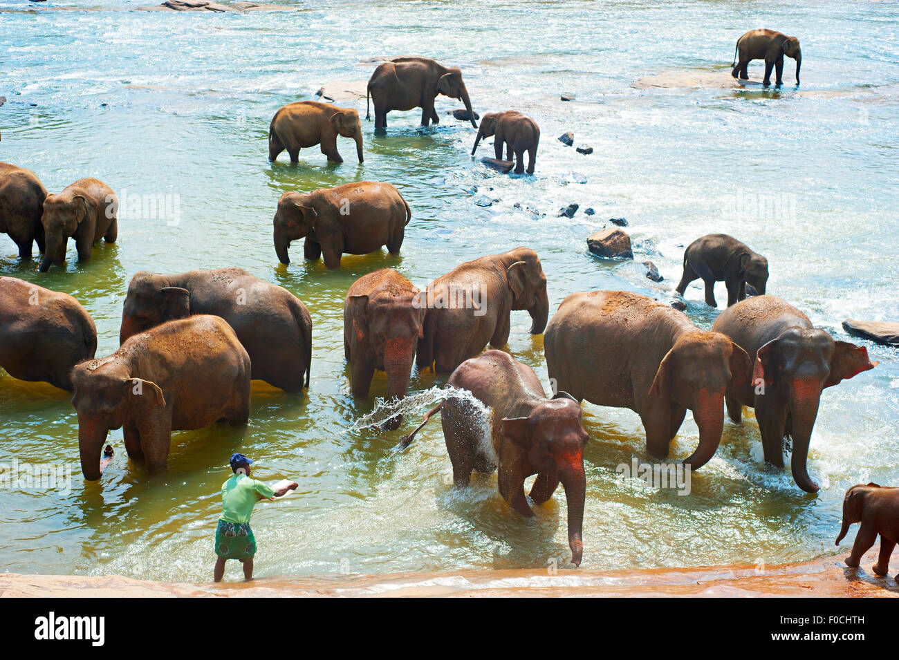 Gli elefanti dall'Orfanotrofio degli Elefanti di Pinnawela a Pinnawela, Sri Lanka. Foto Stock