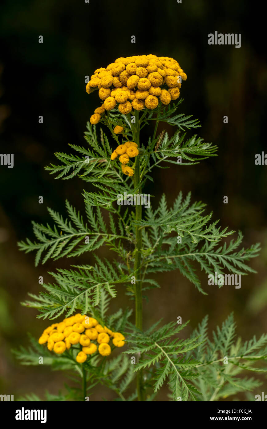 Comuni / tansy pulsanti amaro / mucca amara / golden pulsanti (Tanacetum vulgare / crisantemo vulgare) in fiore Foto Stock