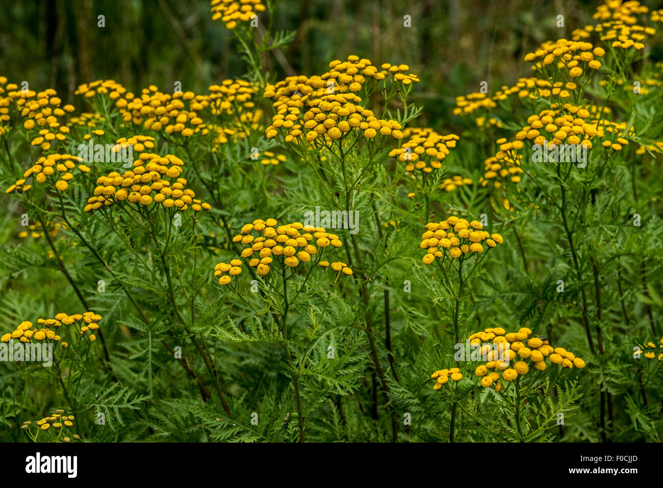 Comuni / tansy pulsanti amaro / mucca amara / golden pulsanti (Tanacetum vulgare / crisantemo vulgare) in fiore Foto Stock
