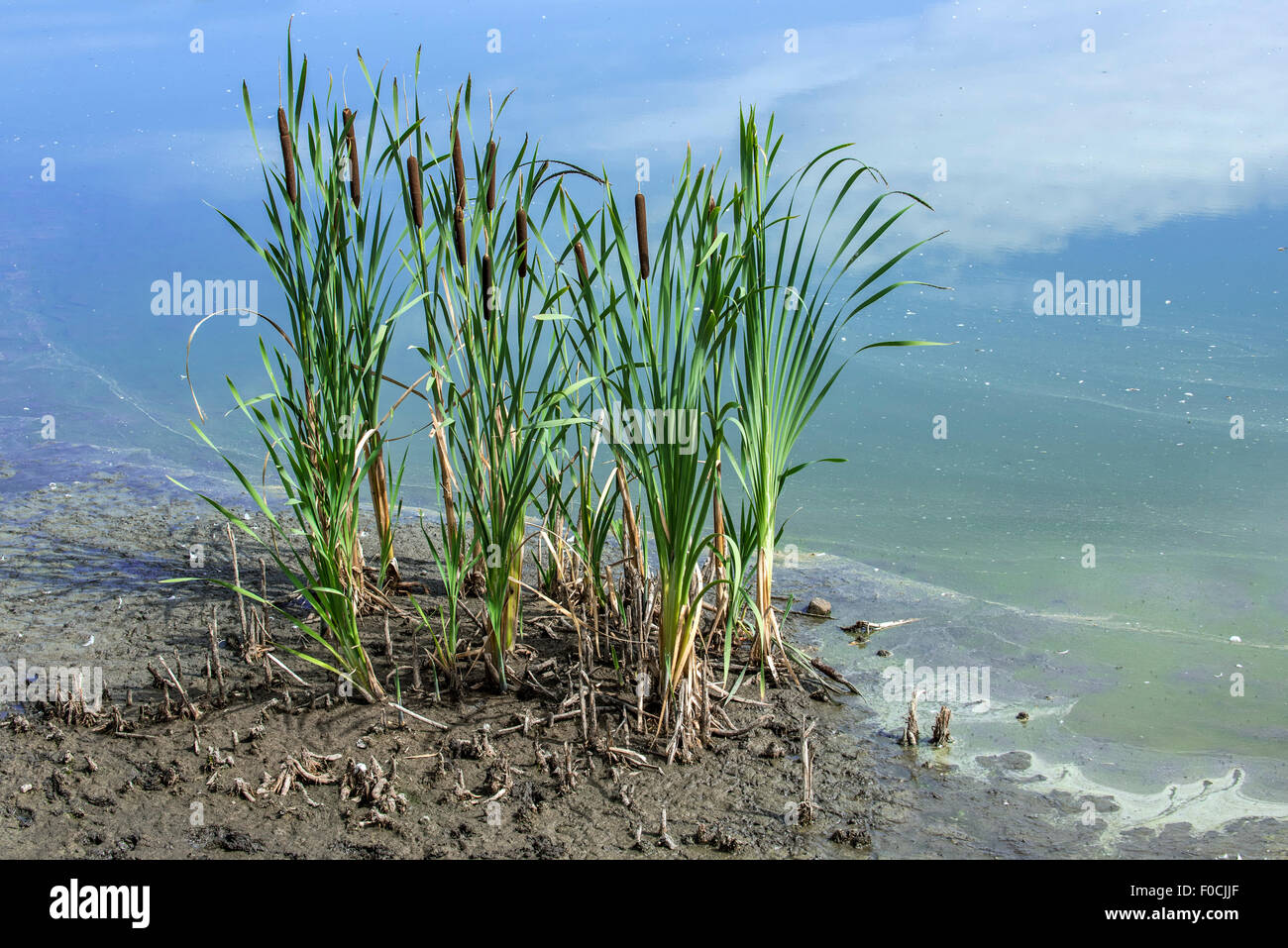 Comuni / giunco di latifoglie tifa / comune tifa (Typha latifolia) in estate lungo il lago Foto Stock