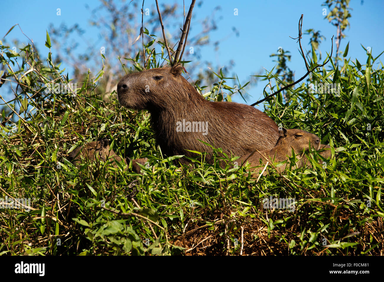 Capibara è il roditore più grande