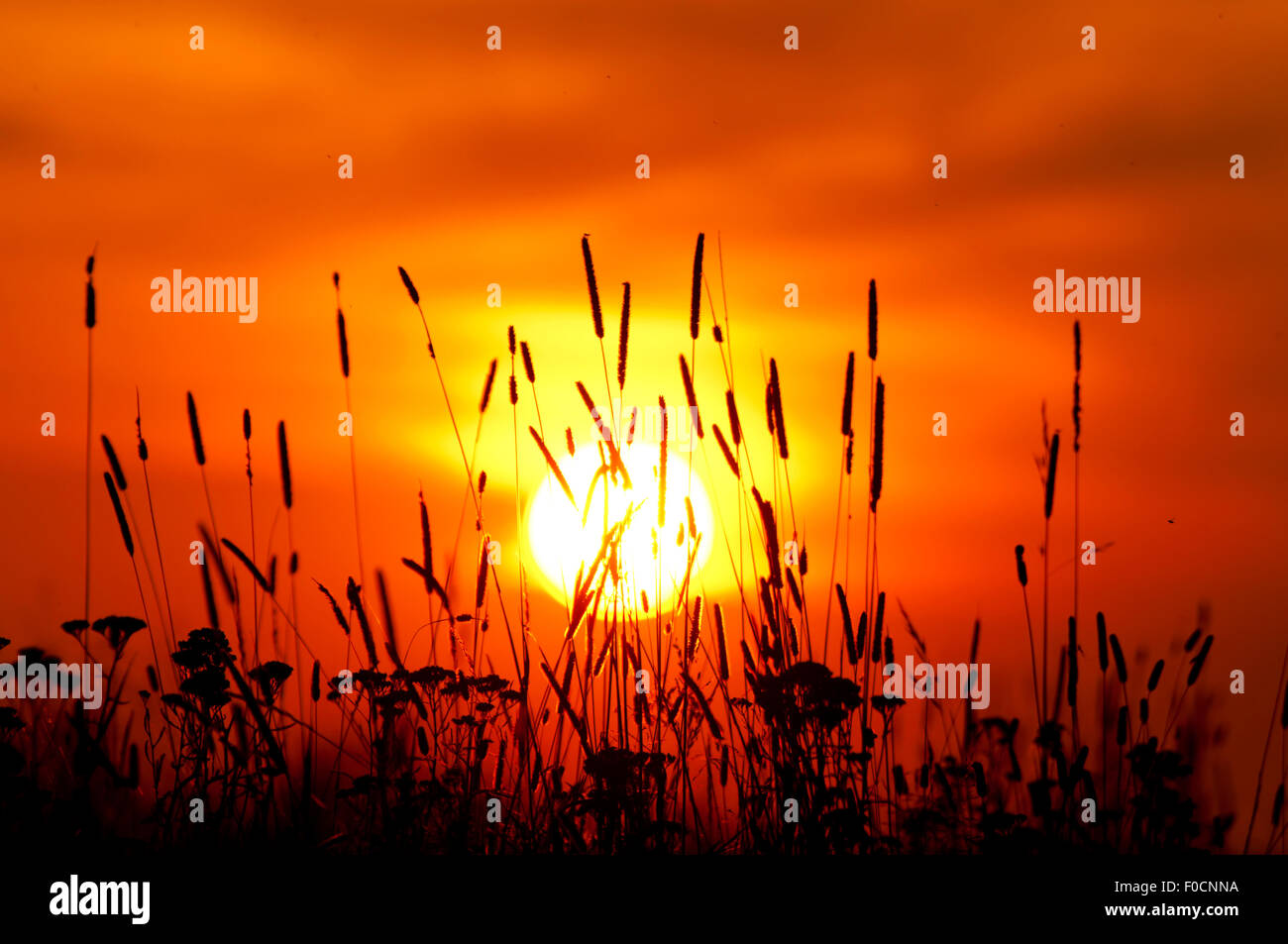 Erba alta Tramonto Foto Stock