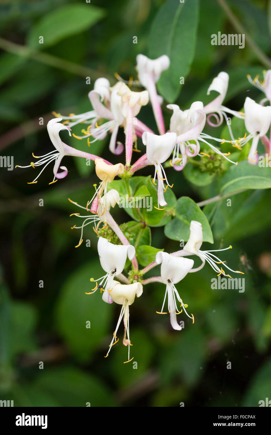 Le teste dei fiori del Regno Unito caprifoglio nativo, Lonicera periclymenum Foto Stock
