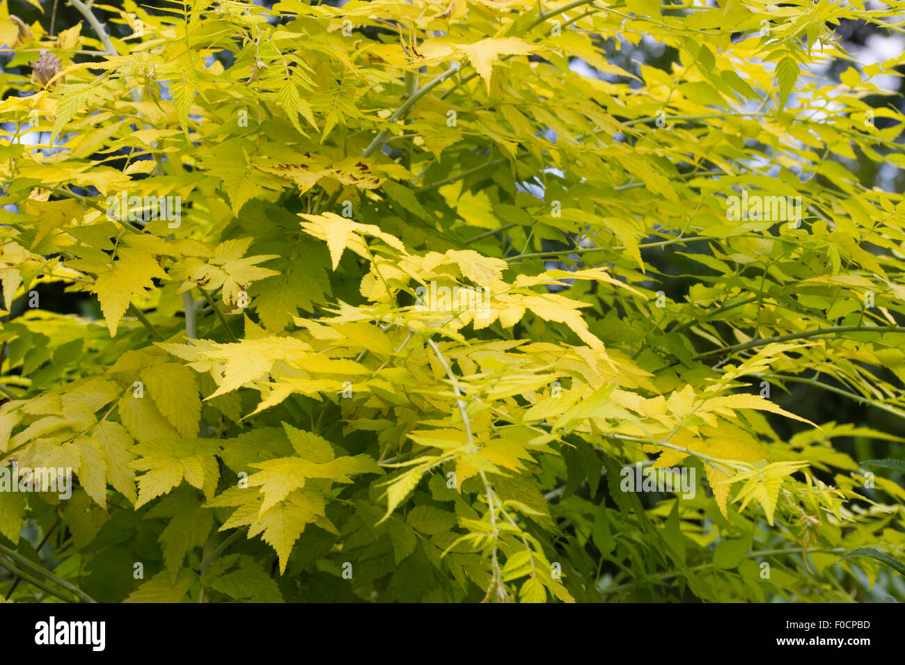 Tagliare le foglie d'oro del golden sambuco, Sambucus racemosa 'aurea' Foto Stock