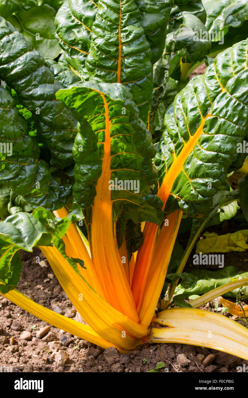 Arancione ornamentali costola della verdura a foglia di bietola 'luci luminose' Foto Stock