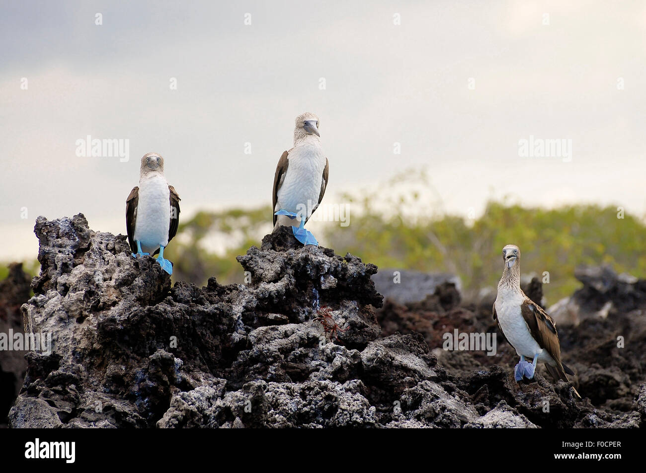 Blue Footed Boobies - Galapagos - Ecuador Foto Stock