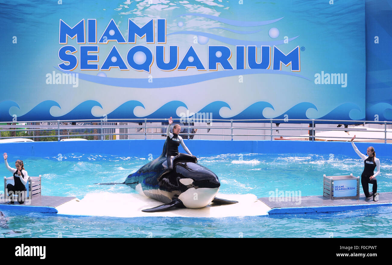 Marzo 26, 2015 - Key Biscayne, Florida, Stati Uniti - Formatori eseguire con Killer Whale, Lolita, al Miami Seaquarium. Foto Stock