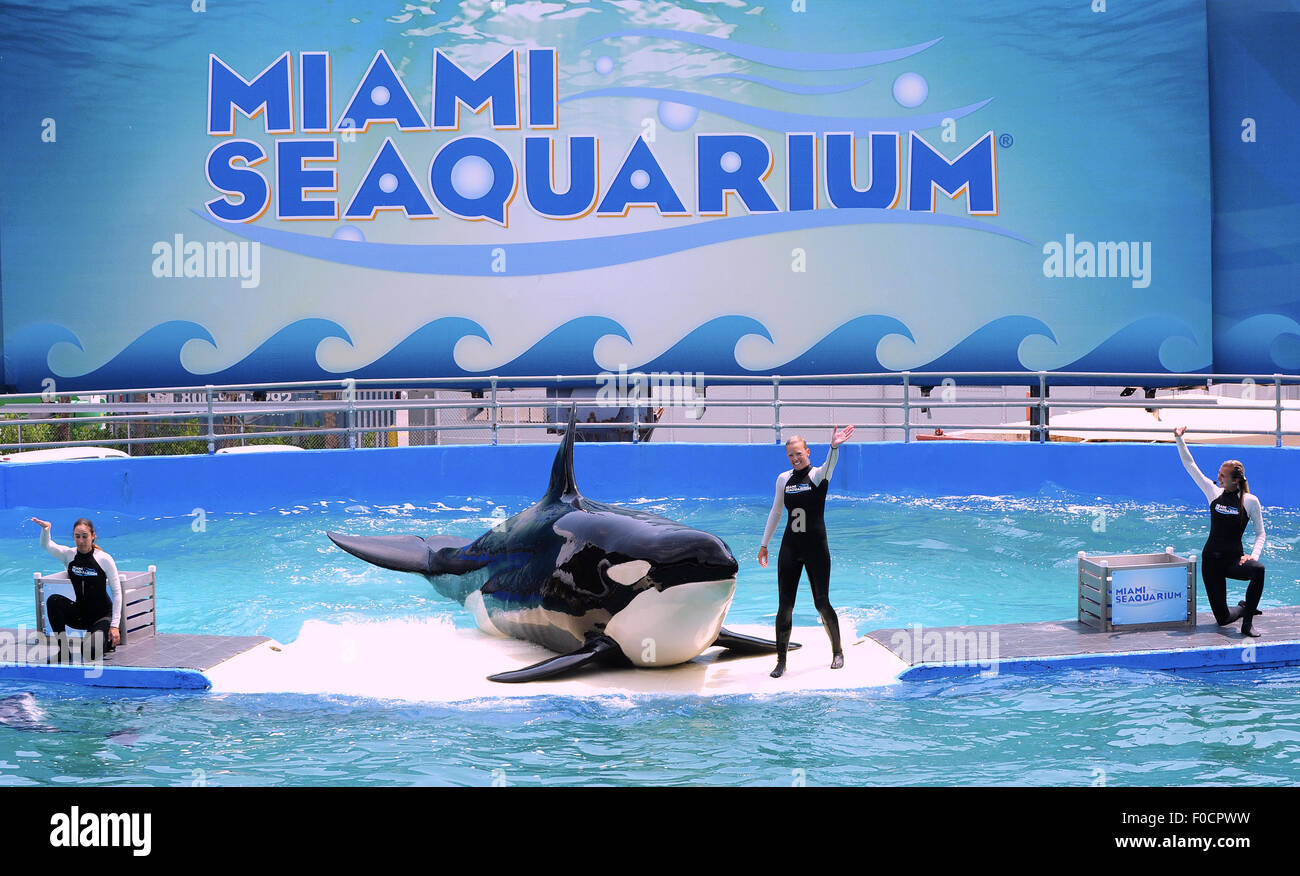Marzo 26, 2015 - Key Biscayne, Florida, Stati Uniti - Formatori eseguire con Killer Whale, Lolita, al Miami Seaquarium. Foto Stock