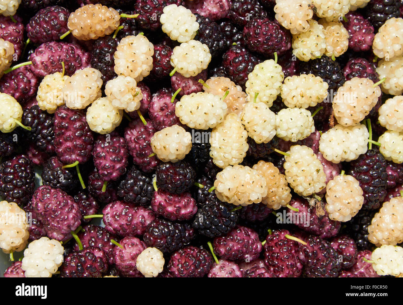 Sfondo costituito con nero, bianco e viola heap di gelso Foto Stock