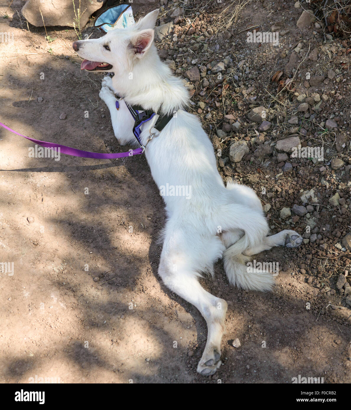 Il cane si rilassa in ombra dalla coppa del separatore di condensa durante l'escursione al Red Rock Canyon Park in Topanga, California Foto Stock