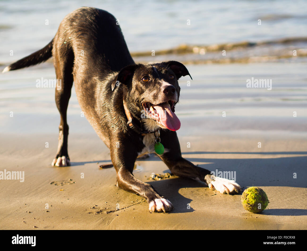 Cane giocando sulla spiaggia con toy Foto Stock