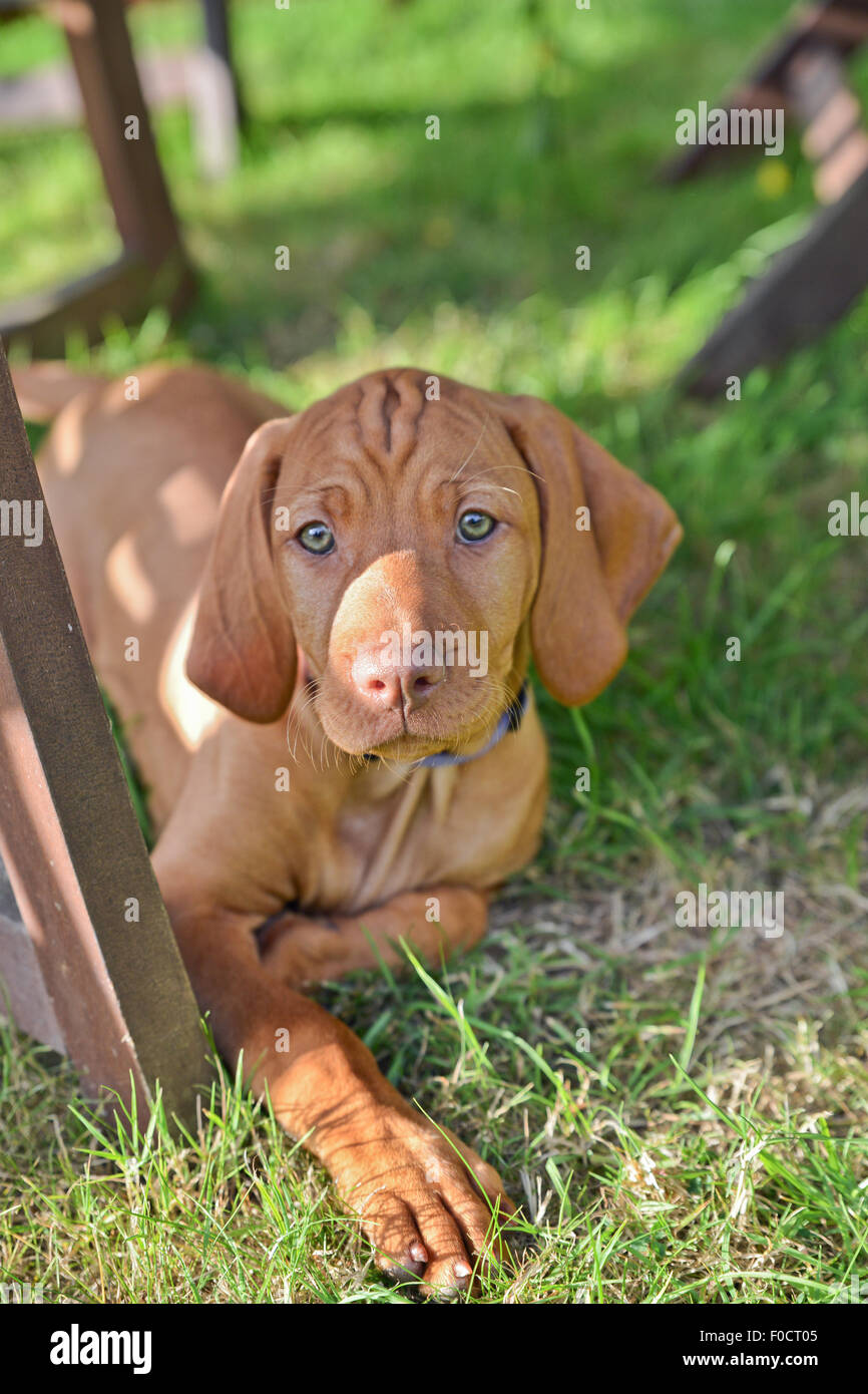 Otto settimane vecchio cucciolo vizsla sotto il tavolo in giardino Foto Stock