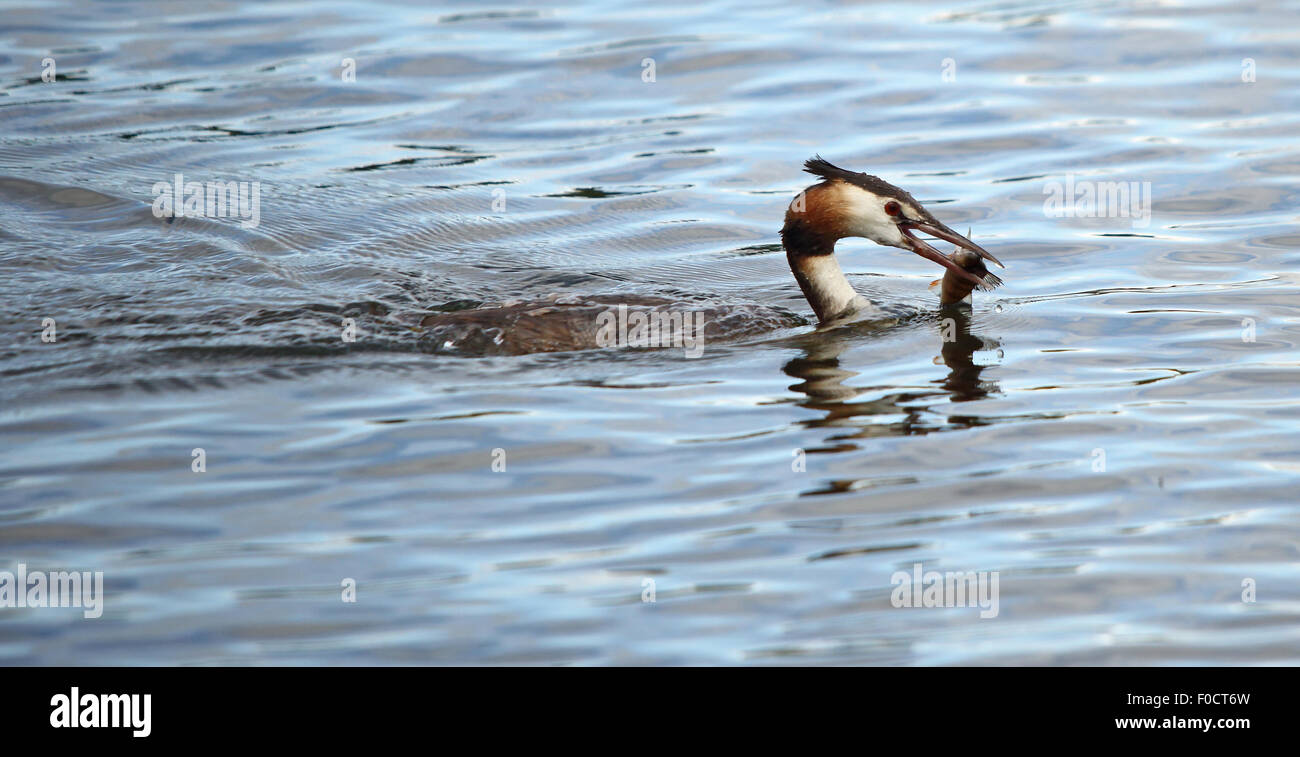 Un grazioso Svasso maggiore con la sua cattura un pesce persico, nella sua agganciato bill Foto Stock