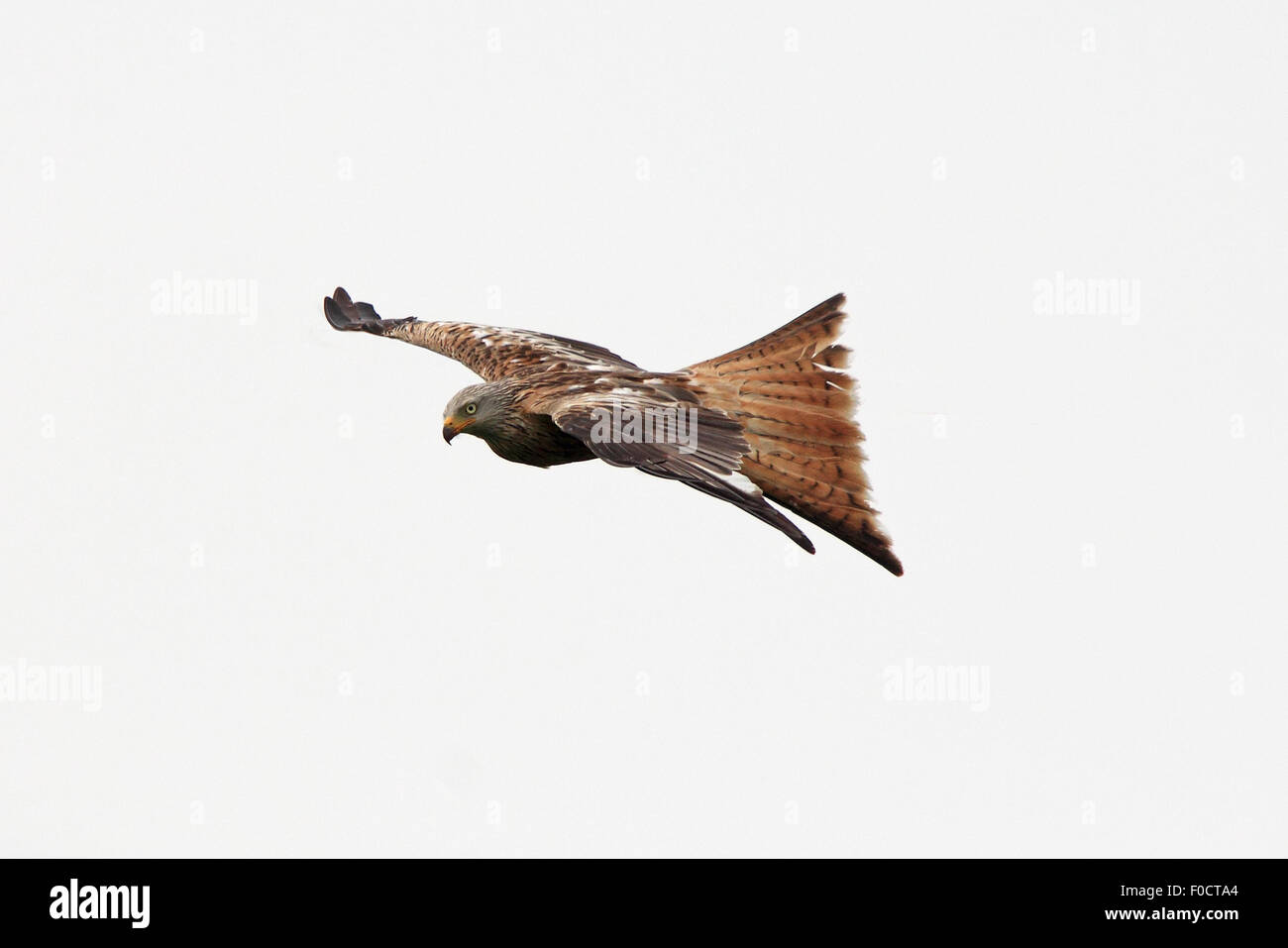 Nibbio reale in volo contro un cielo bianco Foto Stock