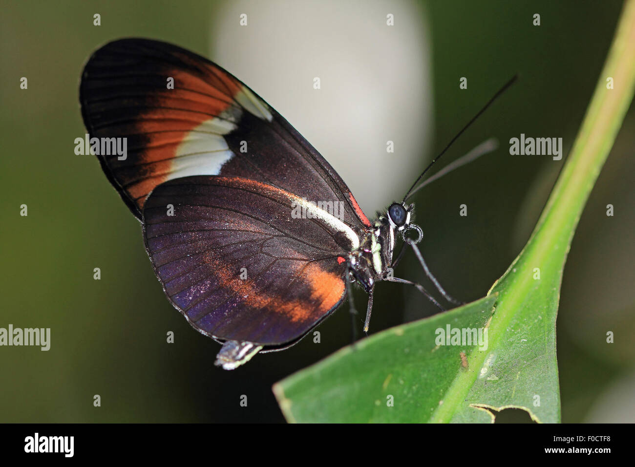 Un bel postino comune Butterfly, nota anche semplicemente come postino Butterfly, su una foglia verde Foto Stock