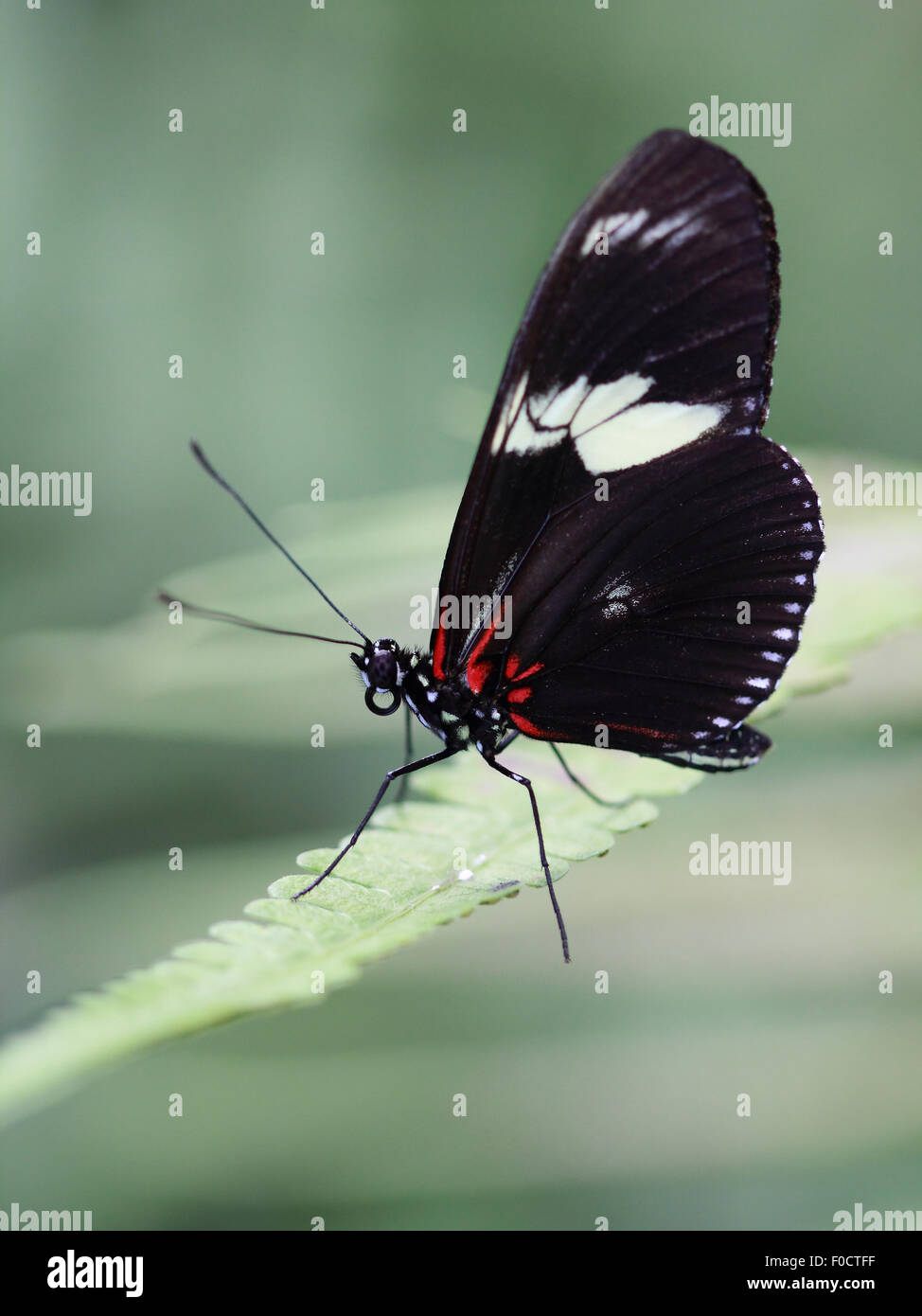 Comune di portalettere Butterfly, nota anche semplicemente come postino Butterfly, su una foglia verde Foto Stock