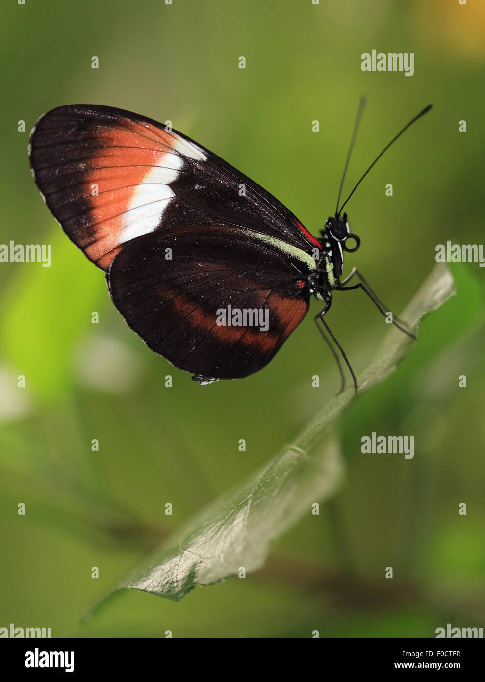 Un bel postino comune Butterfly, nota anche semplicemente come postino Butterfly, su una foglia verde Foto Stock