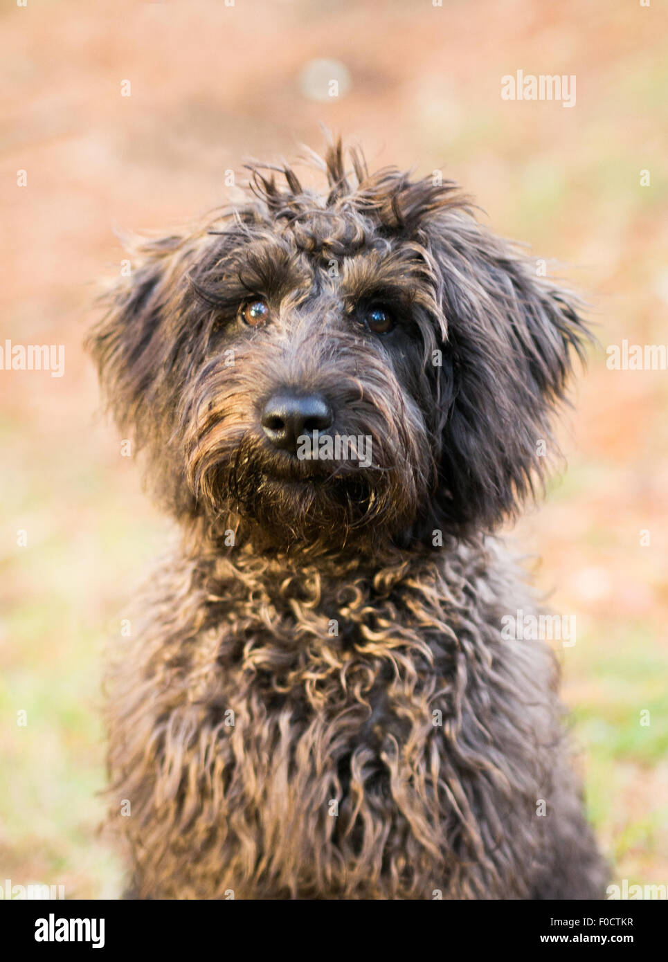 Brown schnoodle cane nel parco erboso Foto Stock