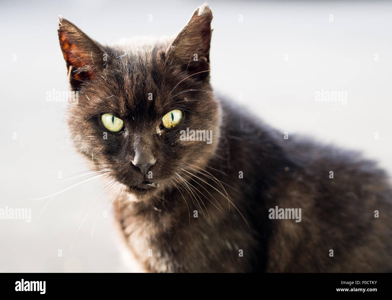Primo piano di una squallida gatto nero con gli occhi verdi Foto Stock