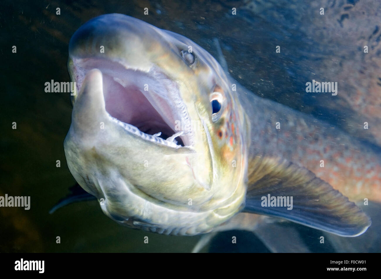 Salmo Kype Atlantic salmon underwater immagini e fotografie stock ad alta ...