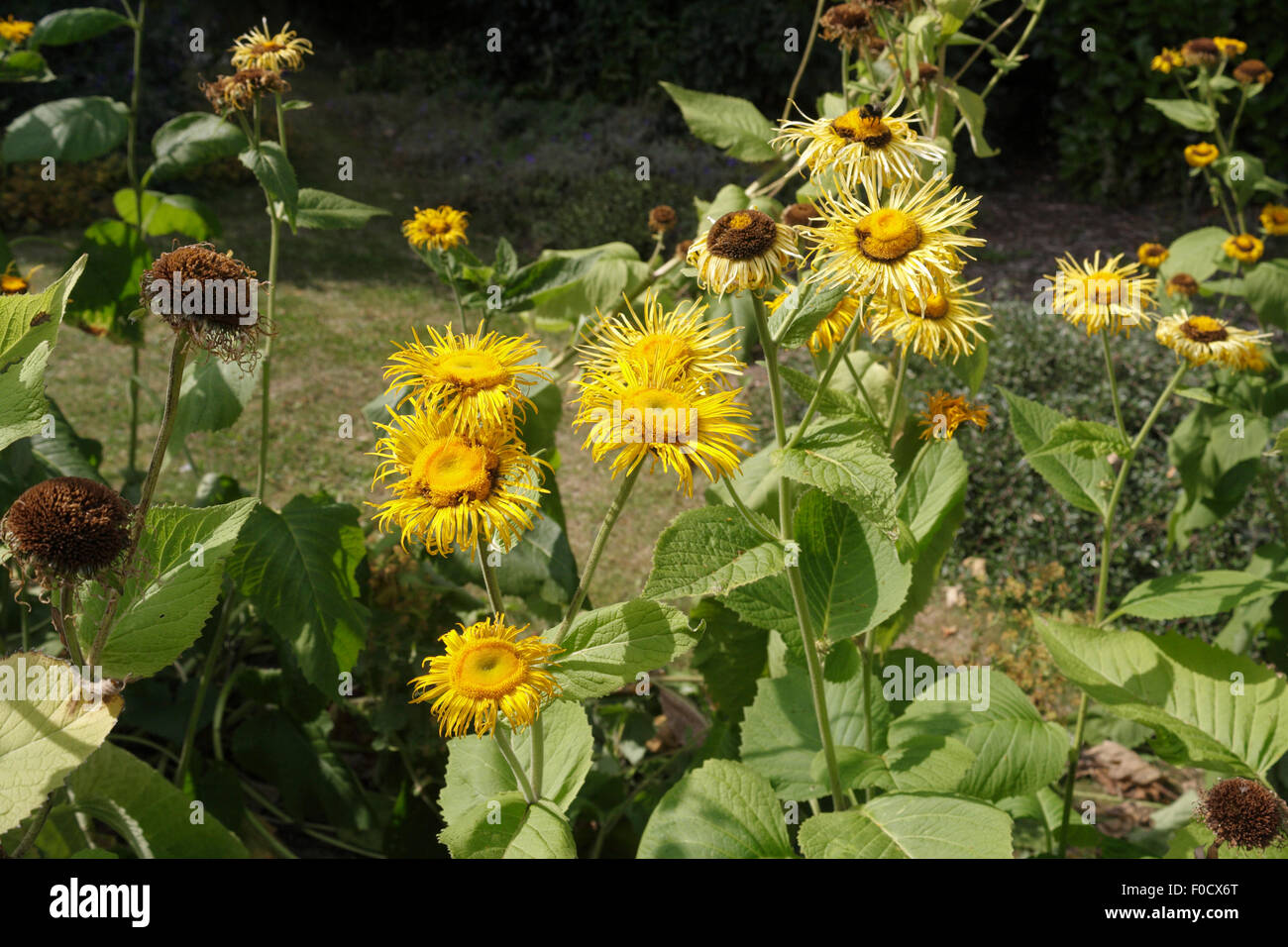Enula fioritura Inula helenium Foto Stock