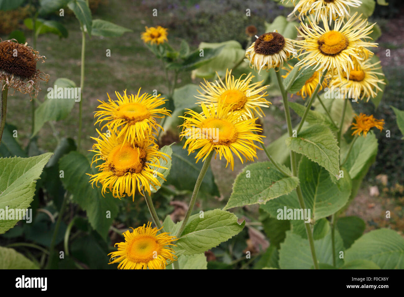 Enula fioritura Inula helenium Foto Stock