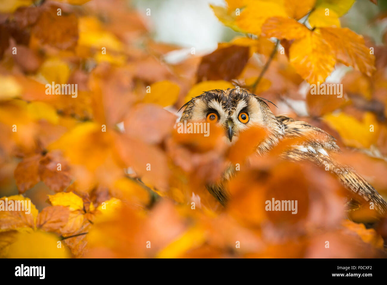 Gufo comune Asio otus (prigioniero), adulto maschio, in faggio Fagus sylvatica, Hawk Conservancy Trust, Hampshire, Regno Unito nel mese di novembre. Foto Stock