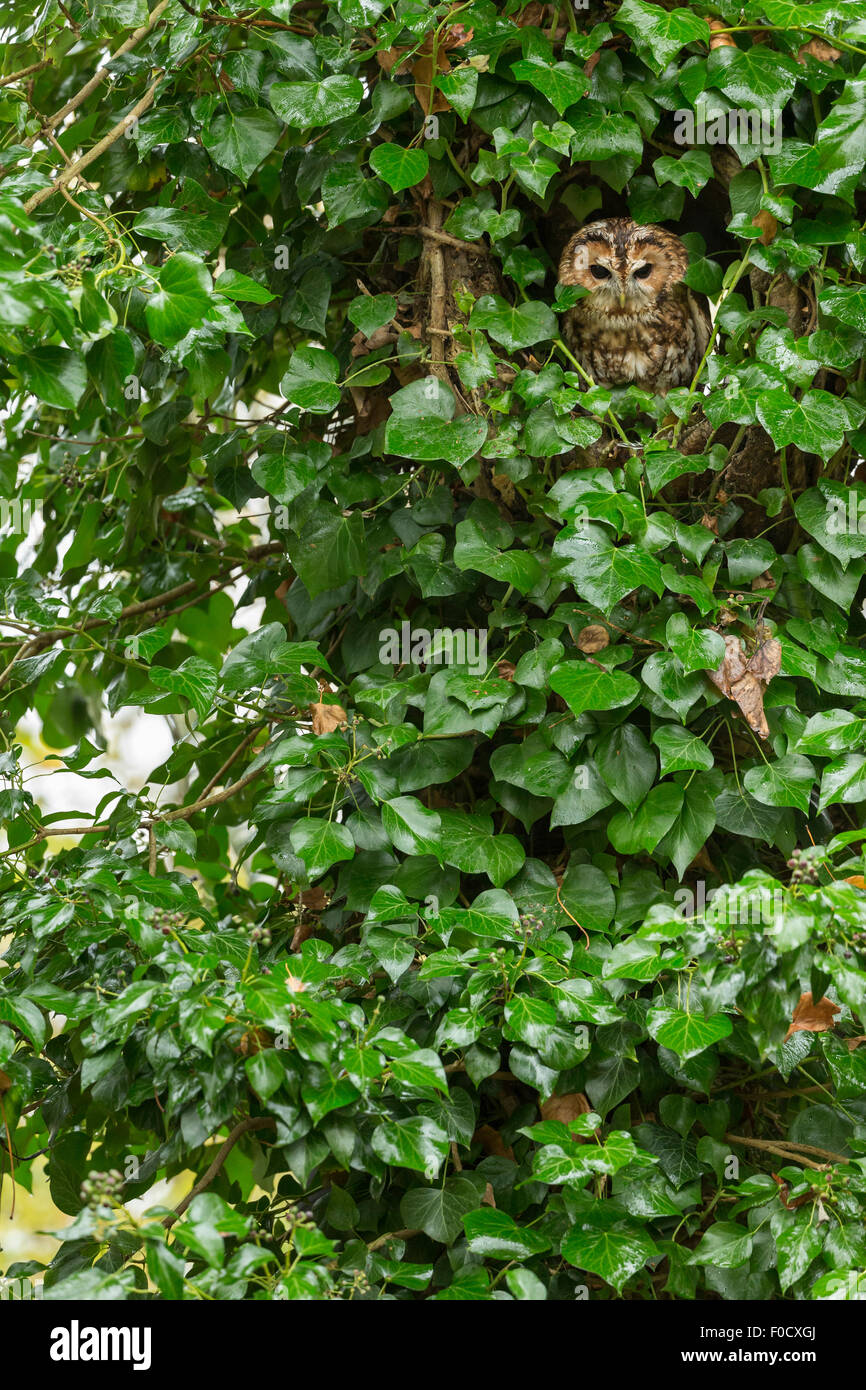 Allocco Strix aluco (prigioniero), adulto maschio, arroccato in edera-struttura coperta, Hawk Conservancy Trust, Hampshire, Regno Unito nel mese di novembre. Foto Stock