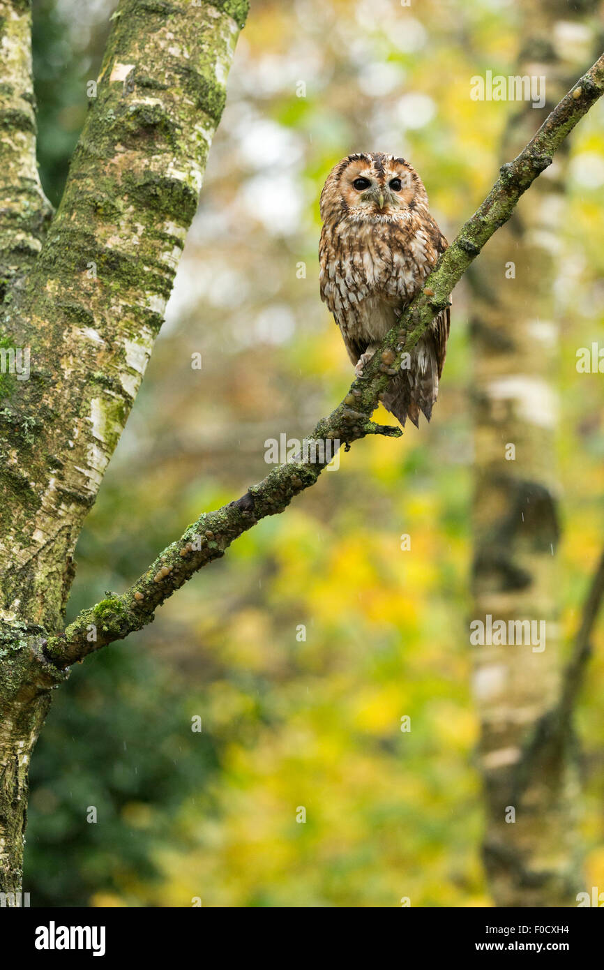 Allocco Strix aluco (prigioniero), adulto maschio, appollaiato sul ramo nel bosco, Hawk Conservancy Trust, Hampshire, Regno Unito nel mese di novembre. Foto Stock