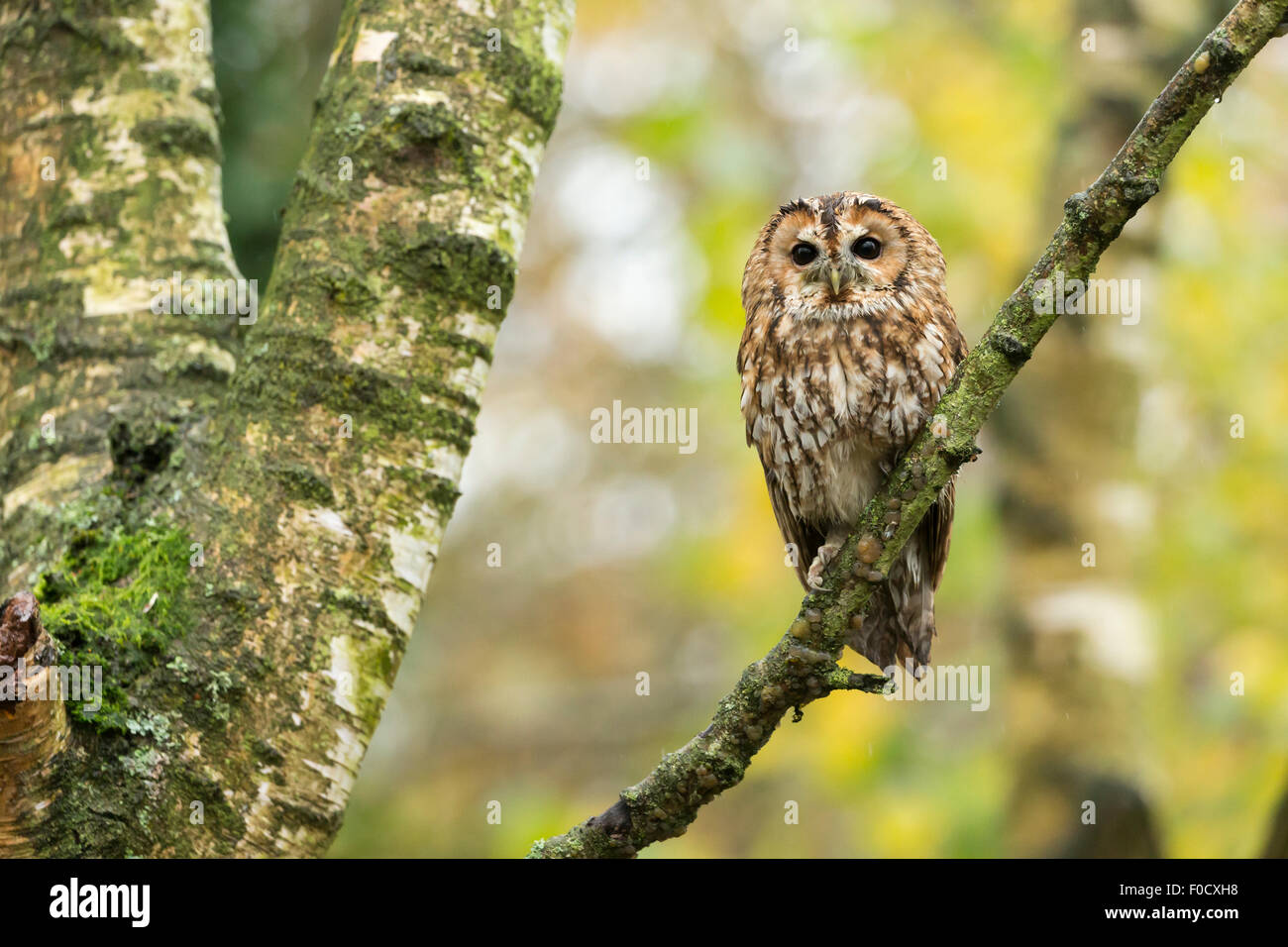 Allocco Strix aluco (prigioniero), adulto maschio, appollaiato sul ramo nel bosco, Hawk Conservancy Trust, Hampshire, Regno Unito nel mese di novembre. Foto Stock