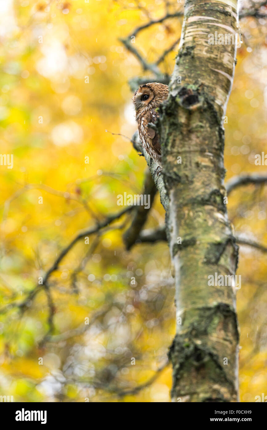 Allocco Strix aluco (prigioniero), adulto maschio, appollaiato sul ramo nel bosco, Hawk Conservancy Trust, Hampshire, Regno Unito nel mese di novembre. Foto Stock