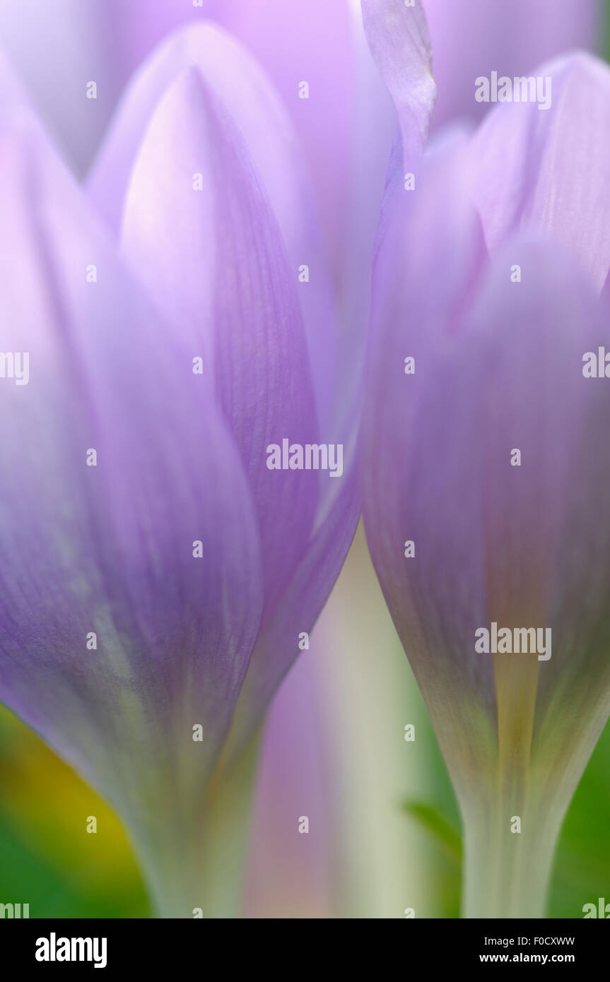 Prato Zafferano fiore (Colchicum autumnale) soft focus Piatra Craiului Mountains, Transilvania meridionale, le montagne dei Carpazi, Romania, Ottobre 2008 Foto Stock