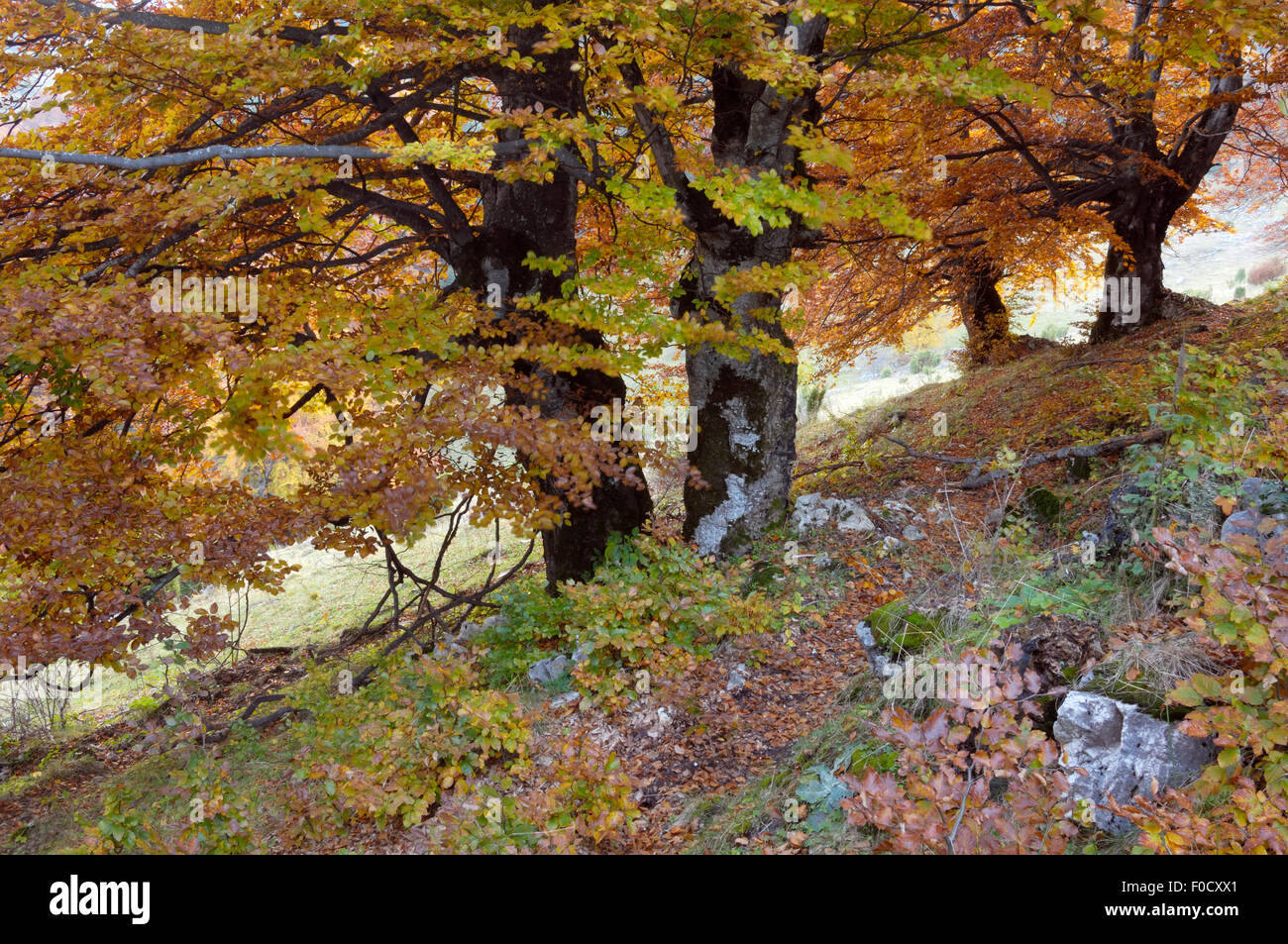 Vecchio faggio (Fagus sp) in autunno, Piatra Craiului National Park, Transilvania meridionale, le montagne dei Carpazi, Romania, Ottobre 2008 Foto Stock