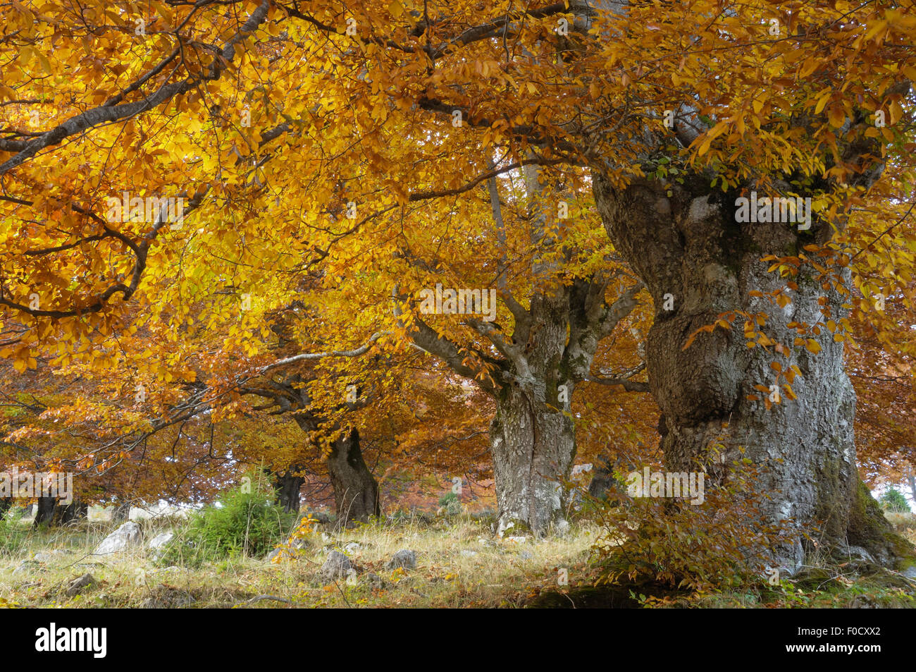 Vecchi alberi di faggio (Fagus sp) in autunno, Piatra Craiului National Park, Transilvania meridionale, le montagne dei Carpazi, Romania, Ottobre 2008 Foto Stock