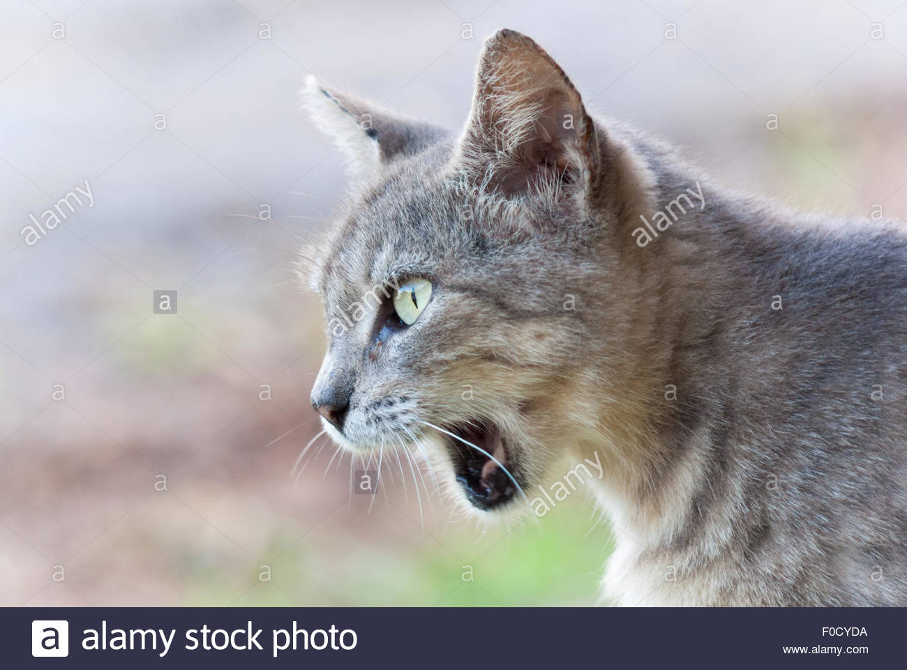 Ritratto Di Un Bel Grigio Gatti Selvatici Come Si Vede Nella Vista