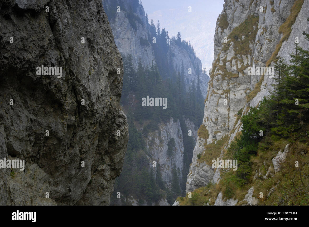 Rocce calcaree in Valea Crapaturii, Piatra Craiului National Park, Transilvania meridionale, le montagne dei Carpazi, Romania, Ottobre 2008 Foto Stock